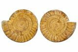 Cut & Polished Jurassic Ammonite (Perisphinctes) Fossil #344939-1